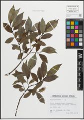 Foto von Salix pentandra L.